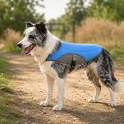 Dog wearing the Wandersnout Cooling Jacket in blue outdoors on a warm day