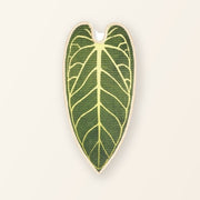 Flora ScratchLeaf Anthurium