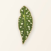 Flora ScratchLeaf Forelbegonia